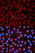 Serpin Family C Member 1 antibody, A1574, ABclonal Technology, Immunofluorescence image 