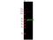 Glycogen Synthase Kinase 3 Alpha antibody, A03152, Boster Biological Technology, Western Blot image 