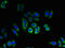 Transmembrane Protein 184C antibody, LS-C396703, Lifespan Biosciences, Immunofluorescence image 