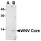 West Nile Virus envelope glycoprotein M antibody, LS-C19495, Lifespan Biosciences, Western Blot image 