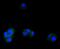 Activating Transcription Factor 5 antibody, NBP2-67767, Novus Biologicals, Immunocytochemistry image 