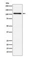 Protein Kinase D2 antibody, M04056-1, Boster Biological Technology, Western Blot image 