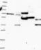 Tetratricopeptide Repeat Domain 23 antibody, NBP1-83717, Novus Biologicals, Western Blot image 