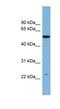 Polyamine Oxidase antibody, NBP1-70669, Novus Biologicals, Western Blot image 