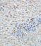 ADNP Homeobox 2 antibody, orb77497, Biorbyt, Immunohistochemistry paraffin image 
