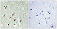 Protein Kinase C Theta antibody, abx012802, Abbexa, Western Blot image 