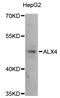 ALX Homeobox 4 antibody, abx007244, Abbexa, Western Blot image 