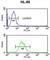 IGH antibody, abx025074, Abbexa, Western Blot image 