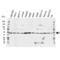 TNF Receptor Associated Factor 2 antibody, VPA00051, Bio-Rad (formerly AbD Serotec) , Western Blot image 