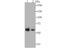 Glucose-6-Phosphate Isomerase antibody, A00108-1, Boster Biological Technology, Western Blot image 