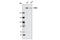 Chromodomain Helicase DNA Binding Protein 3 antibody, 4241T, Cell Signaling Technology, Western Blot image 