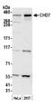 Chromodomain Helicase DNA Binding Protein 7 antibody, A301-223A, Bethyl Labs, Western Blot image 