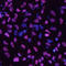 Forkhead Box A2 antibody, AF2400, R&D Systems, Immunocytochemistry image 