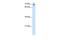 Calmegin antibody, GTX46439, GeneTex, Western Blot image 
