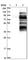 Hepatocyte Growth Factor-Regulated Tyrosine Kinase Substrate antibody, HPA004872, Atlas Antibodies, Western Blot image 