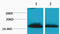 Histone Cluster 1 H1 Family Member A antibody, STJ97161, St John