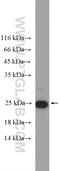 High Mobility Group Box 3 antibody, 27465-1-AP, Proteintech Group, Western Blot image 