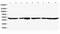 Actin Gamma 1 antibody, PA1324, Boster Biological Technology, Western Blot image 