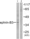 Ephrin B3 antibody, abx013068, Abbexa, Western Blot image 