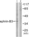 Ephrin-B3 antibody, abx013068, Abbexa, Western Blot image 