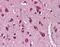 Neuregulin 3 antibody, NBP1-59338, Novus Biologicals, Immunohistochemistry frozen image 