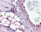 Caveolae Associated Protein 1 antibody, NBP1-80220, Novus Biologicals, Immunohistochemistry paraffin image 