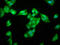LAS1 Like, Ribosome Biogenesis Factor antibody, LS-C672445, Lifespan Biosciences, Immunofluorescence image 