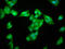 Protein LAS1 homolog antibody, LS-C672445, Lifespan Biosciences, Immunofluorescence image 