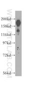 BCL6 Corepressor antibody, 12107-1-AP, Proteintech Group, Western Blot image 