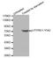 Protein Tyrosine Phosphatase Non-Receptor Type 11 antibody, LS-C335922, Lifespan Biosciences, Western Blot image 