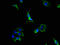 Proprotein Convertase Subtilisin/Kexin Type 5 antibody, A63110-100, Epigentek, Immunofluorescence image 
