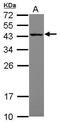 Mitochondrial Ribosomal Protein S27 antibody, PA5-30459, Invitrogen Antibodies, Western Blot image 