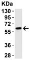 Caspase 9 antibody, 2418, QED Bioscience, Western Blot image 