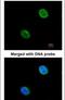 NSL1 Component Of MIS12 Kinetochore Complex antibody, PA5-21571, Invitrogen Antibodies, Immunofluorescence image 