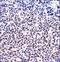 Nuclear Factor Of Activated T Cells 1 antibody, LS-C164842, Lifespan Biosciences, Immunohistochemistry frozen image 