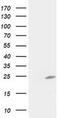 Chromosome 1 Open Reading Frame 50 antibody, MA5-25542, Invitrogen Antibodies, Western Blot image 