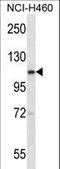 SCY1 Like Pseudokinase 2 antibody, LS-C164571, Lifespan Biosciences, Western Blot image 