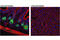 Solute Carrier Family 12 Member 2 antibody, 85403T, Cell Signaling Technology, Immunofluorescence image 