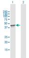 Programmed Cell Death 2 antibody, H00005134-D01P, Novus Biologicals, Western Blot image 