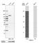 Oxysterol Binding Protein Like 3 antibody, HPA000691, Atlas Antibodies, Western Blot image 