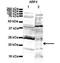 ADP Ribosylation Factor 4 antibody, NBP1-79614, Novus Biologicals, Western Blot image 