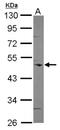 Coronin 1C antibody, NBP2-15968, Novus Biologicals, Western Blot image 