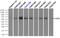 Lipase G, Endothelial Type antibody, TA501058, Origene, Immunoprecipitation image 
