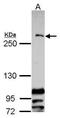 Centromere Protein F antibody, PA5-27126, Invitrogen Antibodies, Western Blot image 