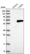 UDP-Glucose 6-Dehydrogenase antibody, NBP1-90997, Novus Biologicals, Western Blot image 