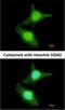 Capping Actin Protein, Gelsolin Like antibody, NBP2-15259, Novus Biologicals, Immunocytochemistry image 