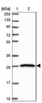 Butyrophilin subfamily 2 member A2 antibody, NBP2-14367, Novus Biologicals, Western Blot image 