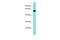 DNA Polymerase Alpha 2, Accessory Subunit antibody, PA5-70796, Invitrogen Antibodies, Western Blot image 