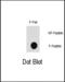 Mitogen-Activated Protein Kinase Kinase Kinase 7 antibody, PA5-12757, Invitrogen Antibodies, Dot Blot image 