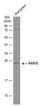 RAB3C, Member RAS Oncogene Family antibody, GTX108610, GeneTex, Western Blot image 